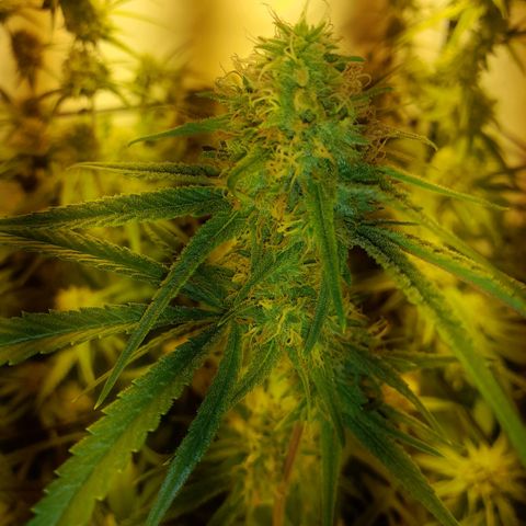 Peyote Critical growlog timeline photo