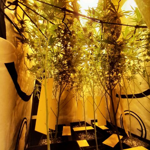 Peyote Critical growlog timeline photo