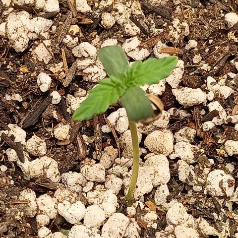 Bananinha growlog timeline photo