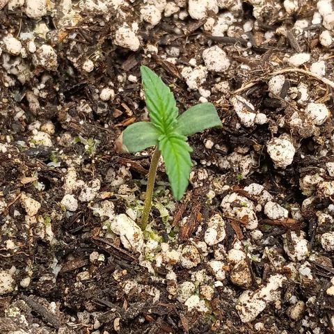 Mandarine  growlog timeline photo