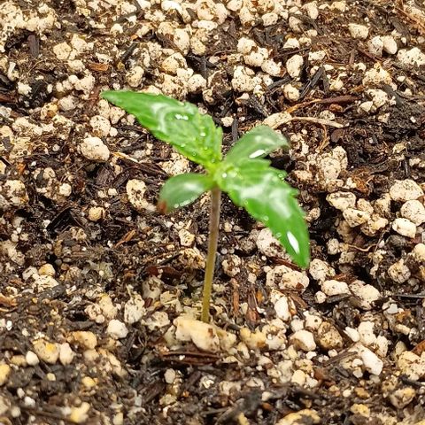 Mandarine  growlog timeline photo