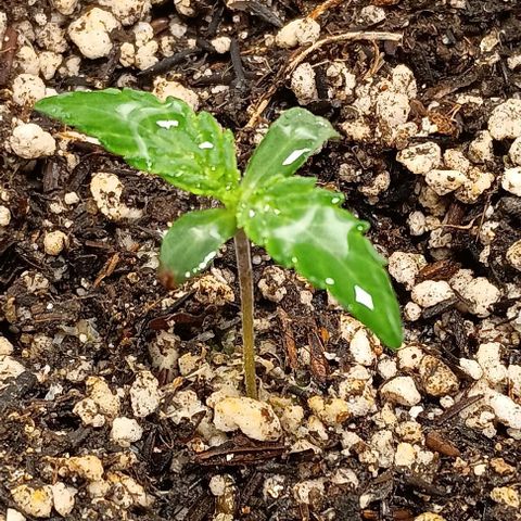 Mandarine  growlog timeline photo