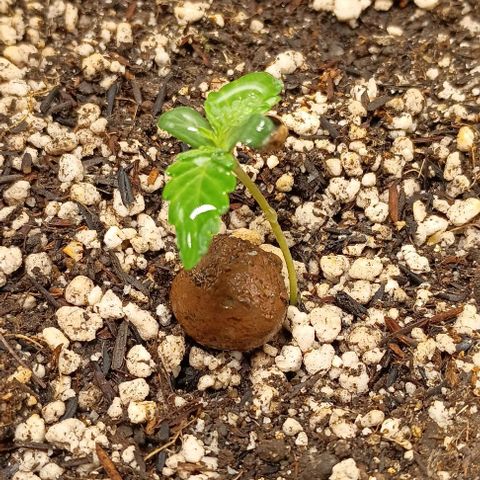 Bananinha growlog timeline photo