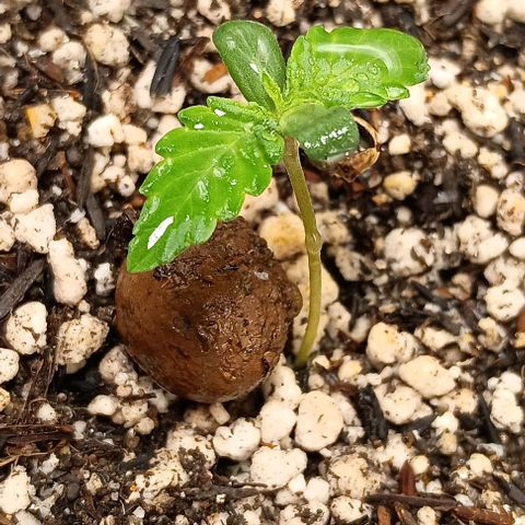 Bananinha growlog timeline photo
