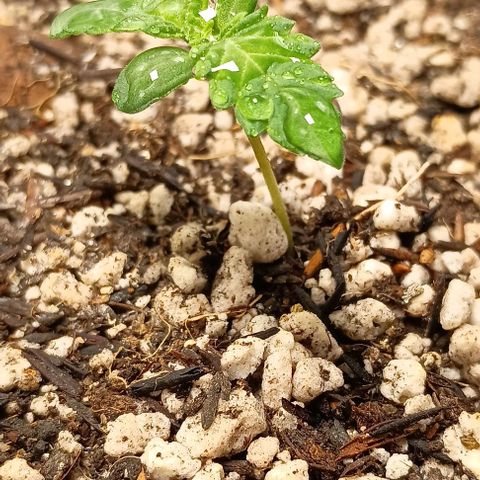 Bananinha 2 growlog timeline photo
