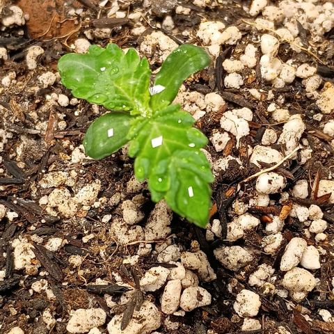 Bananinha 2 growlog timeline photo