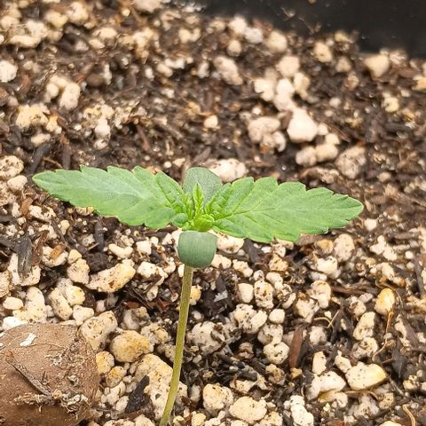 Bananinha growlog timeline photo