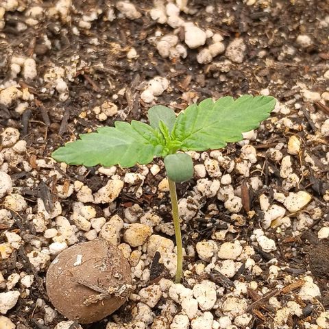Bananinha growlog timeline photo