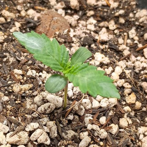 Bananinha 2 growlog timeline photo