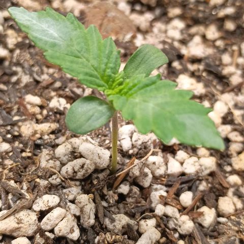 Bananinha 2 growlog timeline photo
