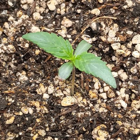 Mandarine  growlog timeline photo