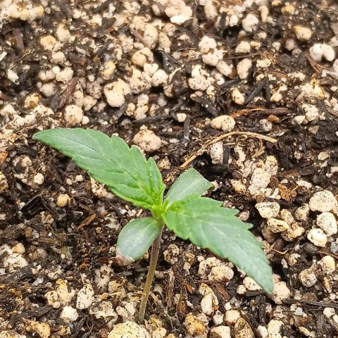 Mandarine  growlog timeline photo