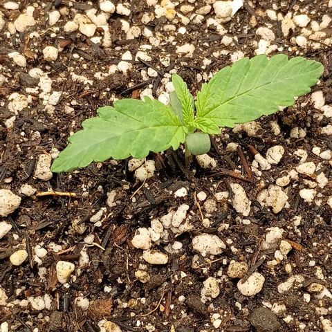 Bananinha growlog timeline photo