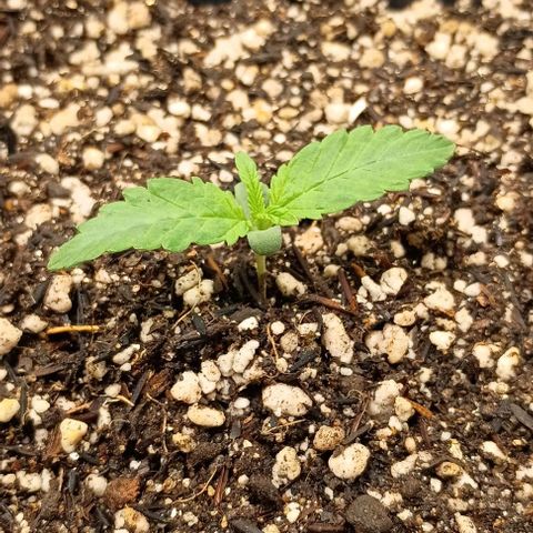 Bananinha growlog timeline photo