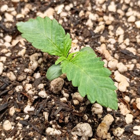 Bananinha 2 growlog timeline photo
