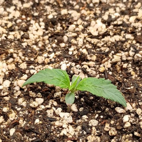 Mandarine  growlog timeline photo