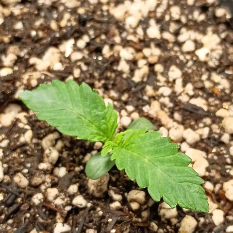 Bananinha 2 growlog timeline photo