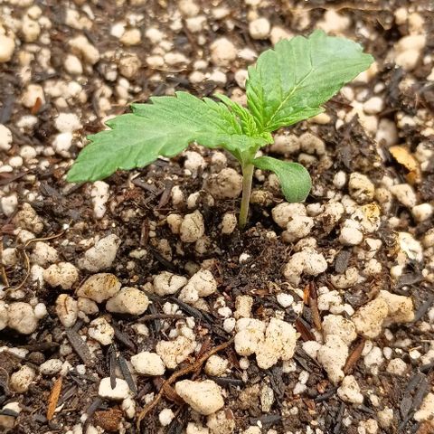 Bananinha 2 growlog timeline photo