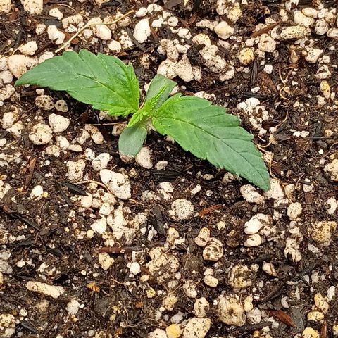 Mandarine  growlog timeline photo