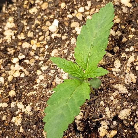 Bananinha growlog timeline photo