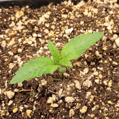 Bananinha growlog timeline photo