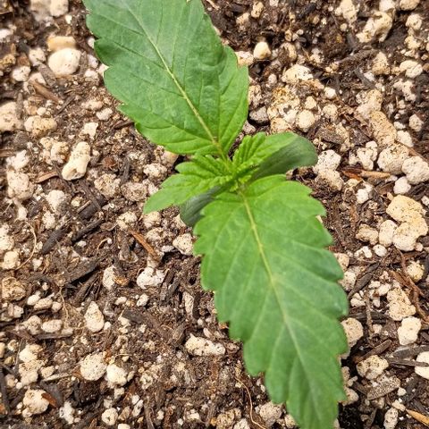 Bananinha 2 growlog timeline photo