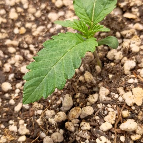 Bananinha 2 growlog timeline photo