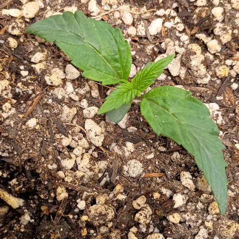 Mandarine  growlog timeline photo