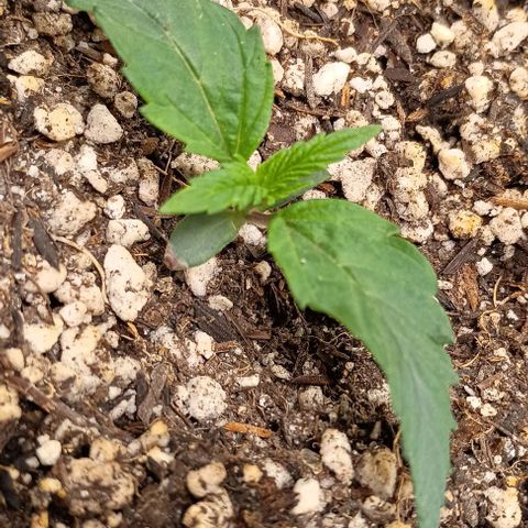 Mandarine  growlog timeline photo