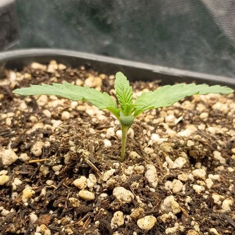 Bananinha growlog timeline photo