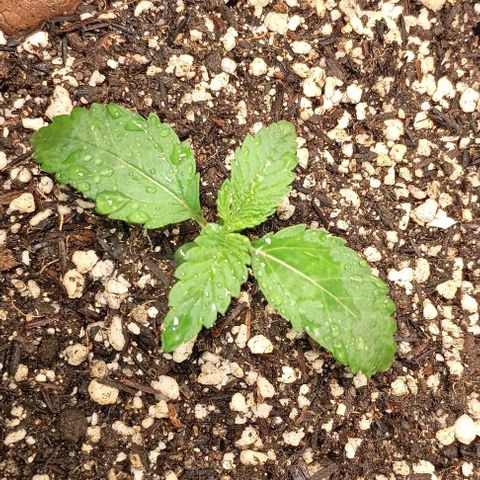 Bananinha growlog timeline photo