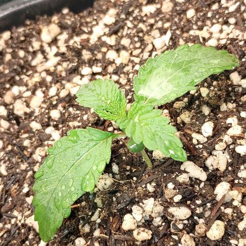Bananinha growlog timeline photo