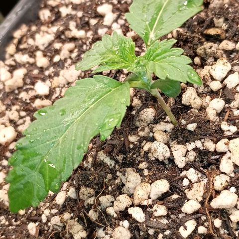 Bananinha 2 growlog timeline photo