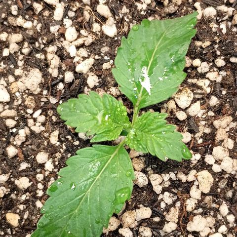 Bananinha 2 growlog timeline photo