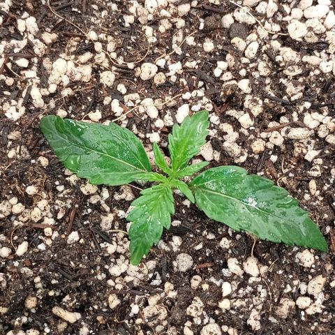Mandarine  growlog timeline photo