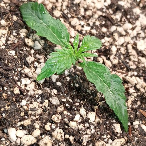 Mandarine  growlog timeline photo