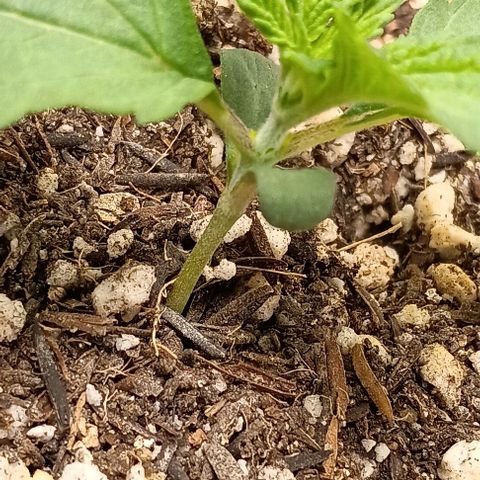 Bananinha growlog timeline photo