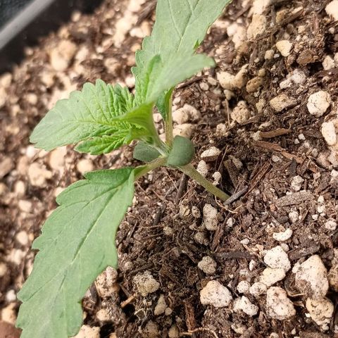 Bananinha growlog timeline photo