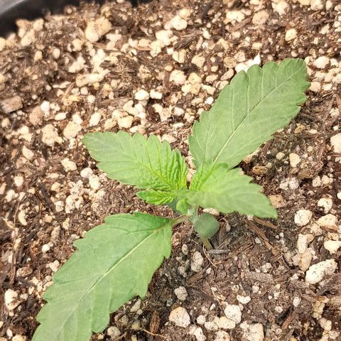 Bananinha growlog timeline photo