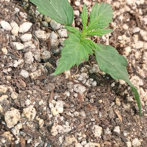 Mandarine  growlog timeline photo