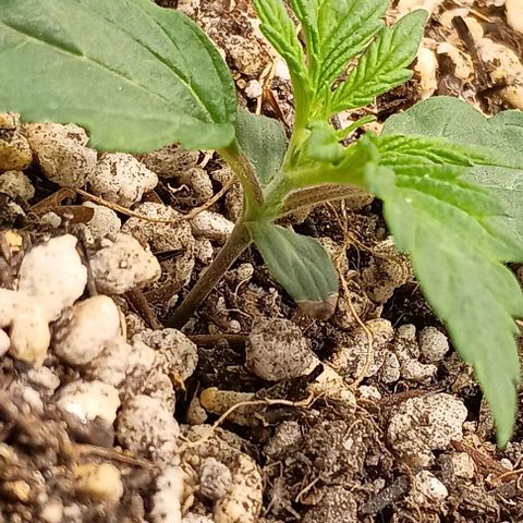 Mandarine  growlog timeline photo