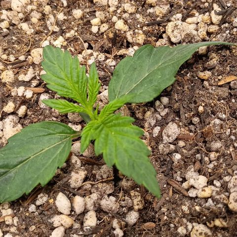 Mandarine  growlog timeline photo