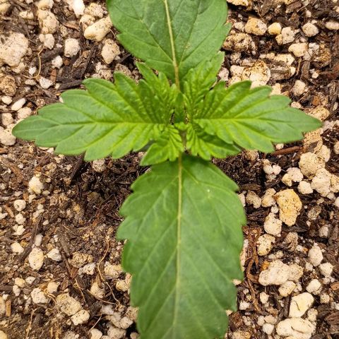 Bananinha 2 growlog timeline photo