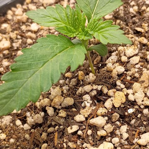 Bananinha 2 growlog timeline photo