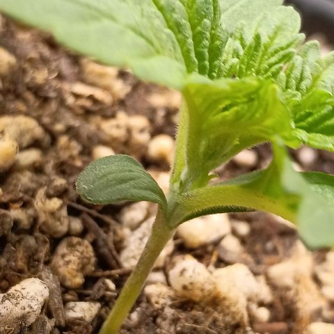 Bananinha 2 growlog timeline photo