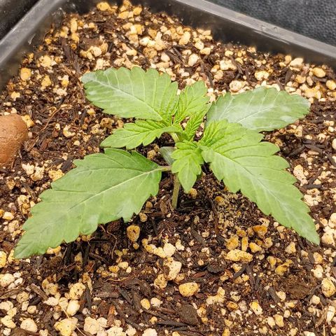 Bananinha growlog timeline photo
