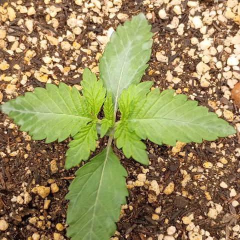 Bananinha growlog timeline photo