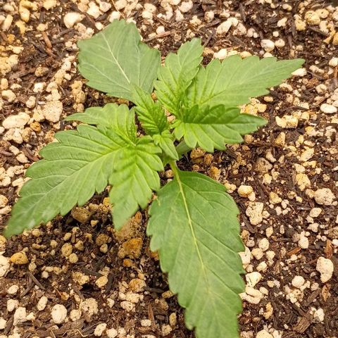 Bananinha 2 growlog timeline photo