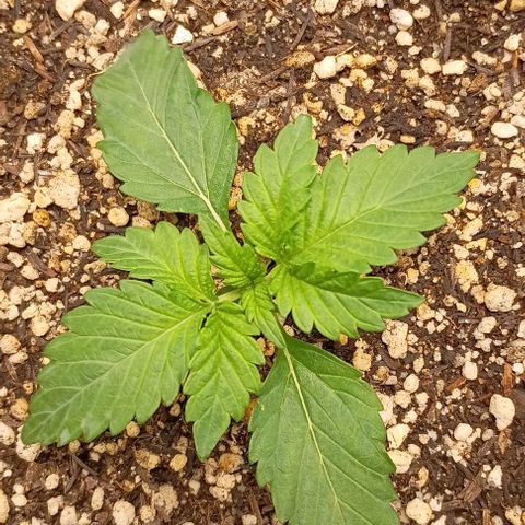 Bananinha 2 growlog timeline photo