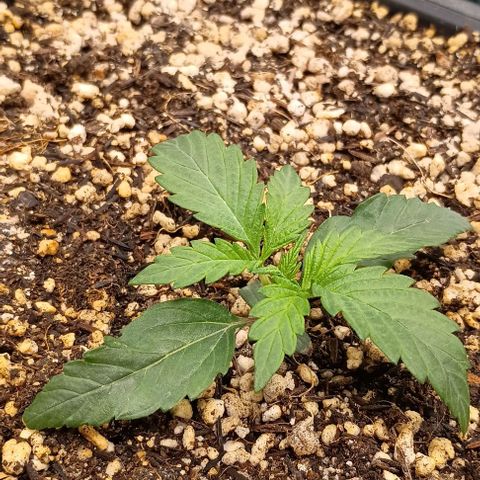 Mandarine  growlog timeline photo